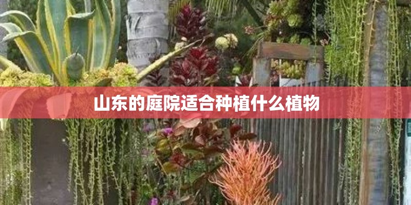 山东的庭院适合种植什么植物
