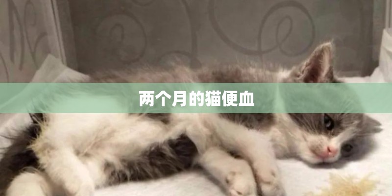 两个月的猫便血