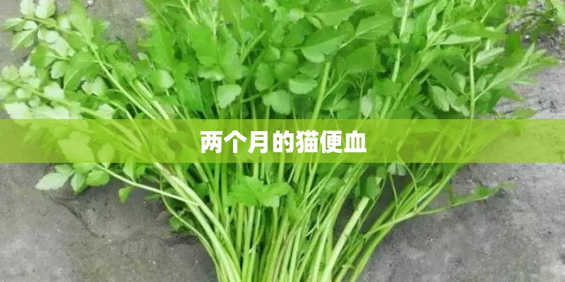 两个月的猫便血