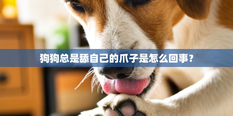 狗狗总是舔自己的爪子是怎么回事? 狗狗总是舔自己的爪子是怎么回事?