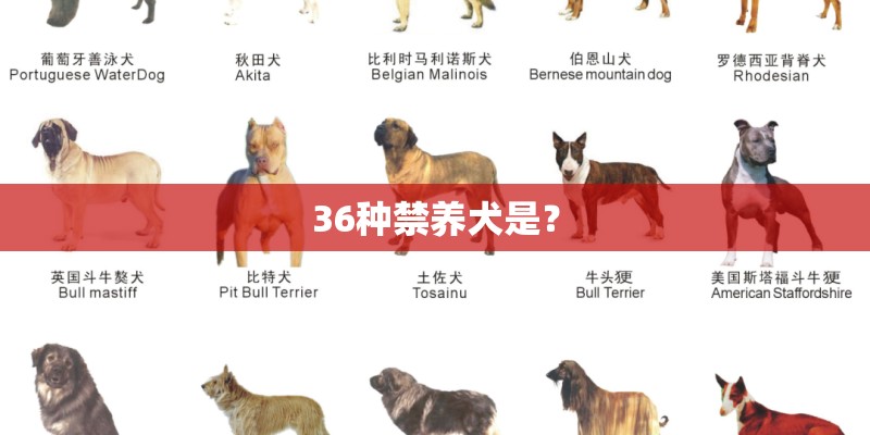 36种禁养犬是？