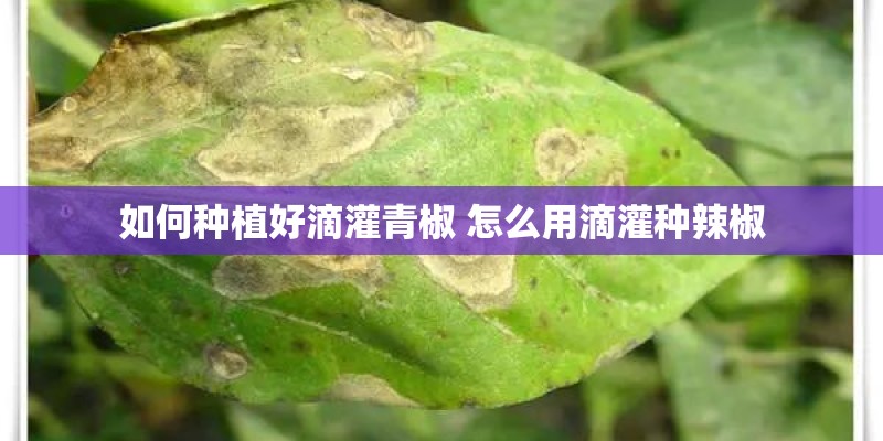 如何种植好滴灌青椒 怎么用滴灌种辣椒