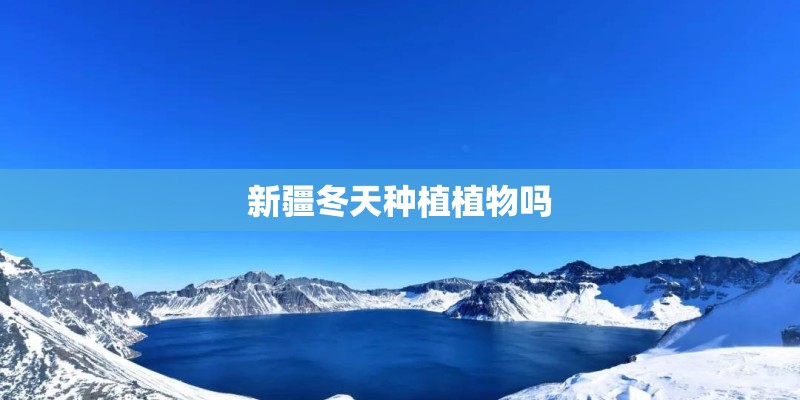 新疆冬天种植植物吗 新疆冬天种植植物吗