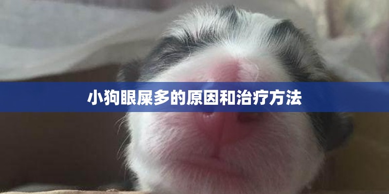 小狗眼屎多的原因和治疗方法