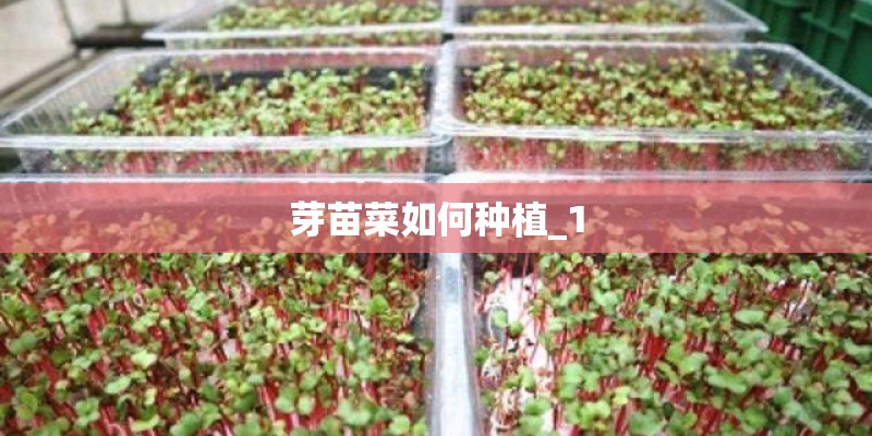 芽苗菜如何种植_1