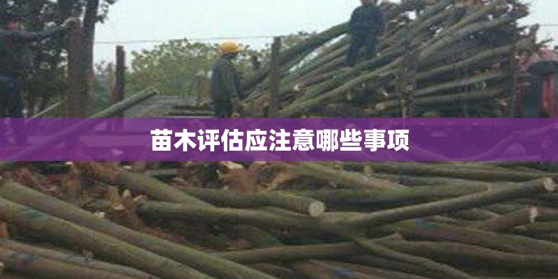 苗木评估应注意哪些事项