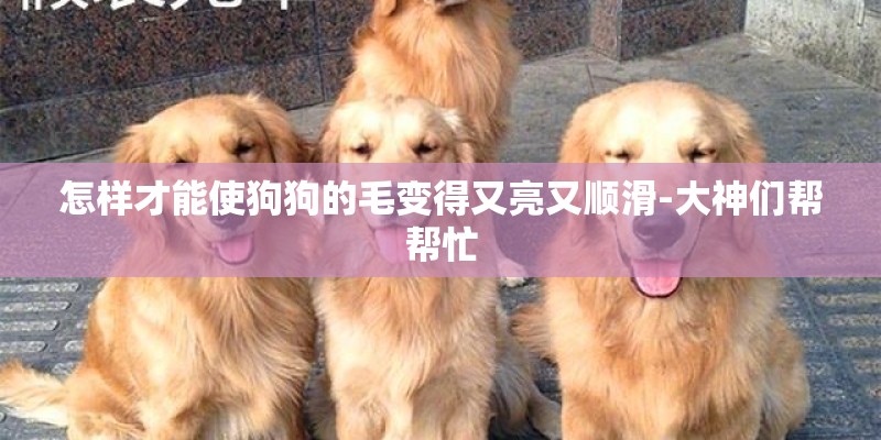 怎样才能使狗狗的毛变得又亮又顺滑-大神们帮帮忙