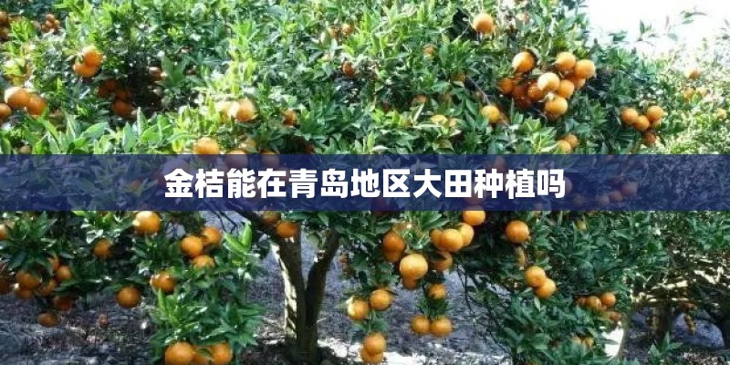 金桔能在青岛地区大田种植吗 金桔能在青岛地区大田种植吗