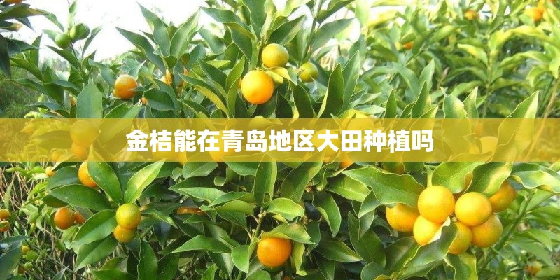 金桔能在青岛地区大田种植吗 金桔能在青岛地区大田种植吗