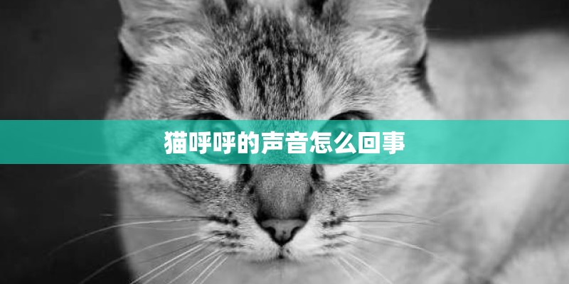 猫呼呼的声音怎么回事
