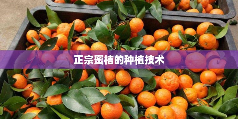正宗蜜桔的种植技术