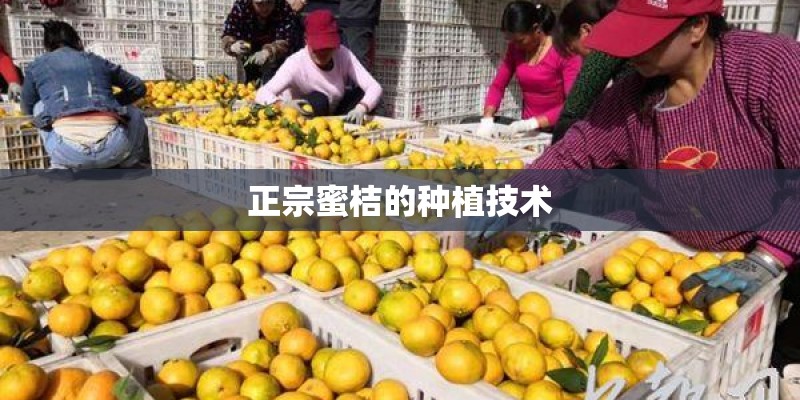 正宗蜜桔的种植技术