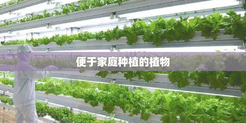 便于家庭种植的植物