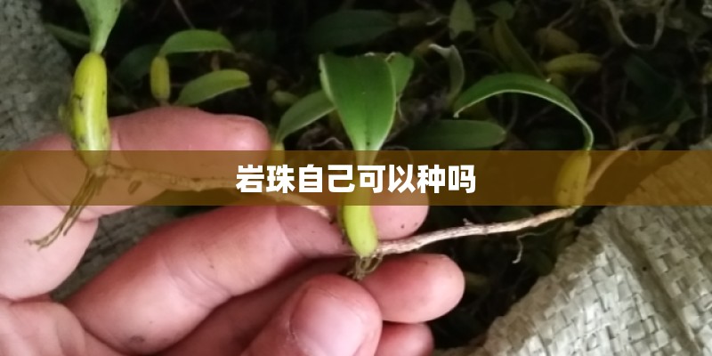 岩珠自己可以种吗