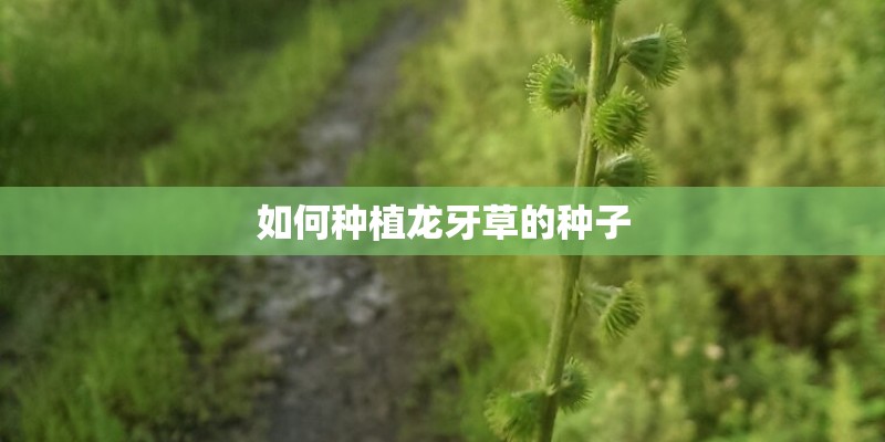 如何种植龙牙草的种子 如何种植龙牙草的种子