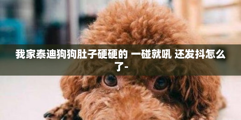 我家泰迪狗狗肚子硬硬的 一碰就吼 还发抖怎么了-