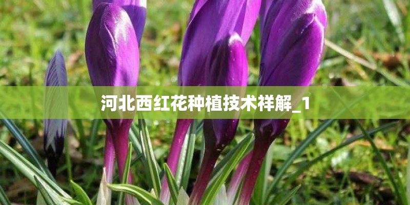 河北西红花种植技术祥解_1