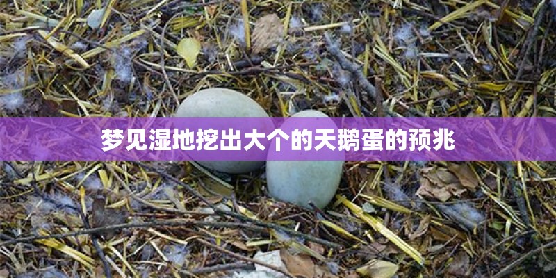 梦见湿地挖出大个的天鹅蛋的预兆