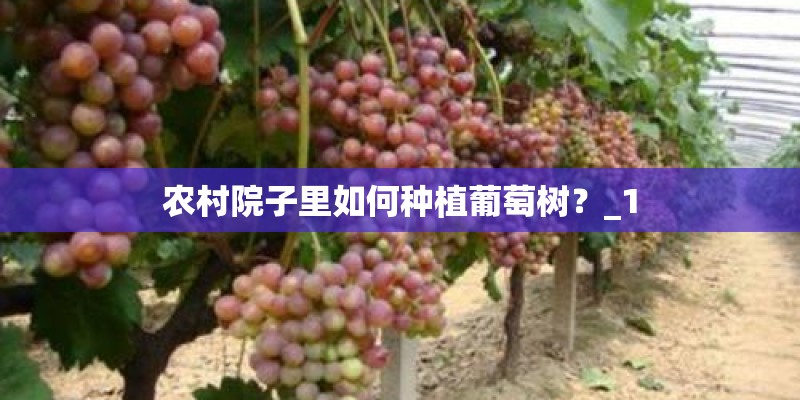 狼毒花是一种什么植物？_1