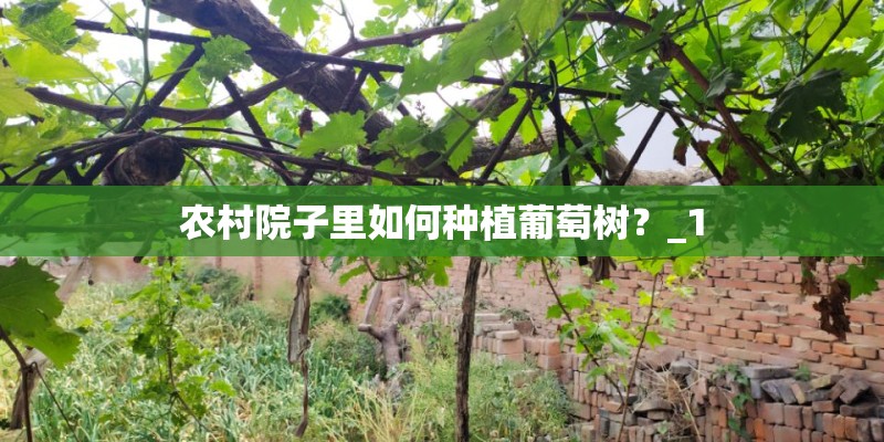 农村院子里如何种植葡萄树?_1 农村院子里如何种植葡萄树?_1
