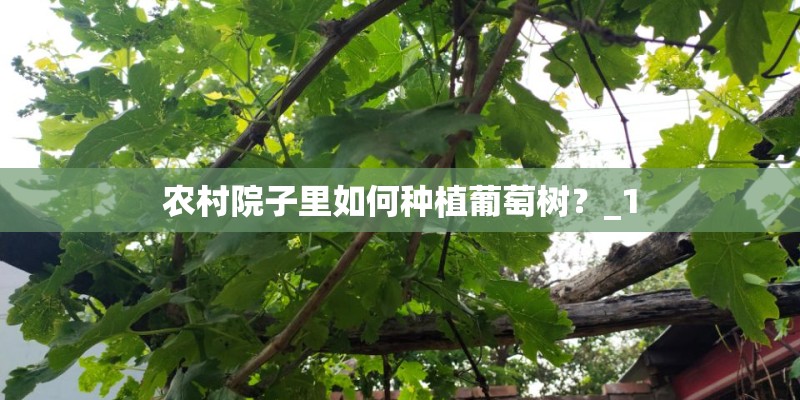 农村院子里如何种植葡萄树?_1 农村院子里如何种植葡萄树?_1