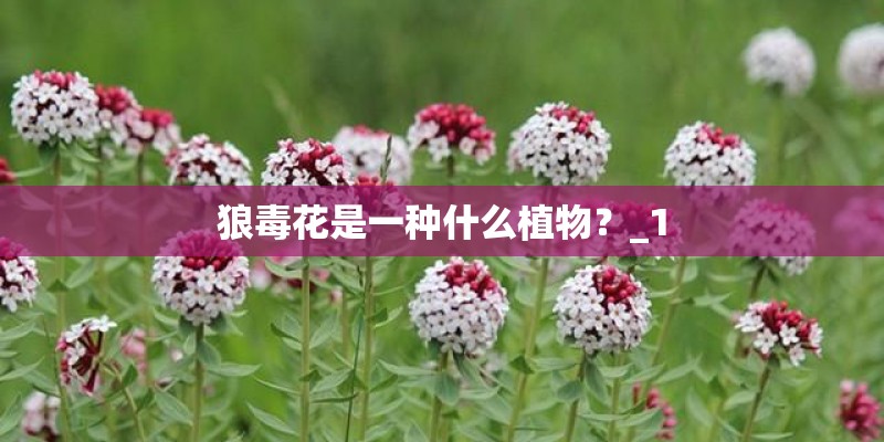 狼毒花是一种什么植物？_1