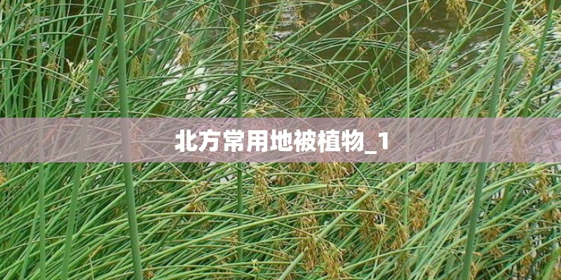 北方常用地被植物_1