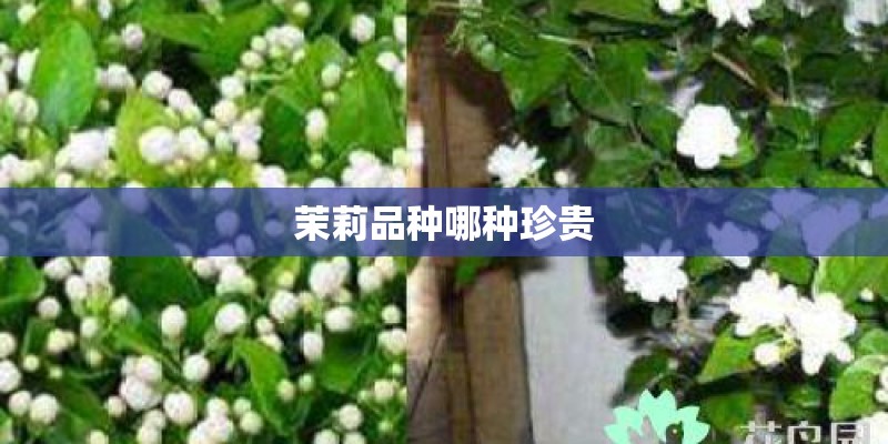 茉莉品种哪种珍贵