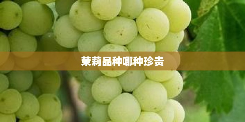 茉莉品种哪种珍贵