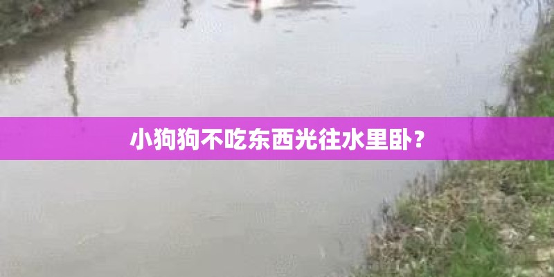 小狗狗不吃东西光往水里卧？