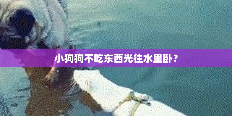 小狗狗不吃东西光往水里卧？
