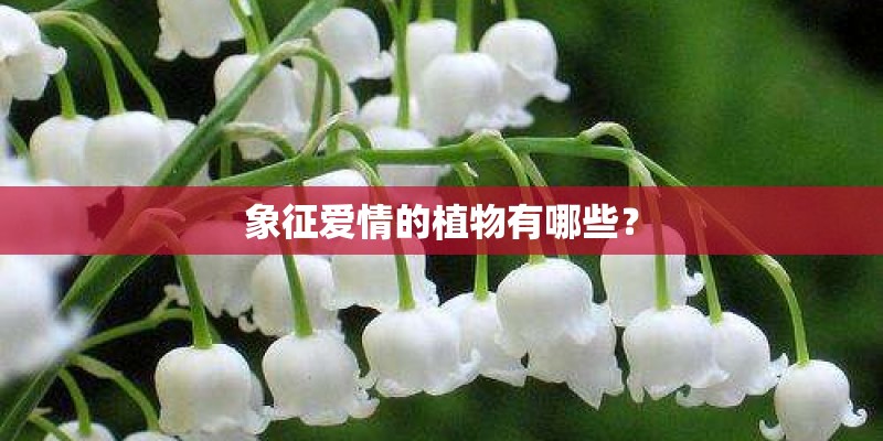 象征爱情的植物有哪些？