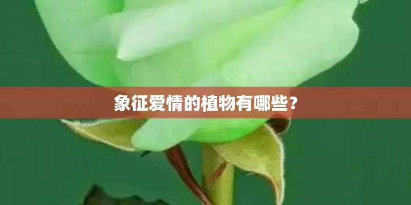 象征爱情的植物有哪些？