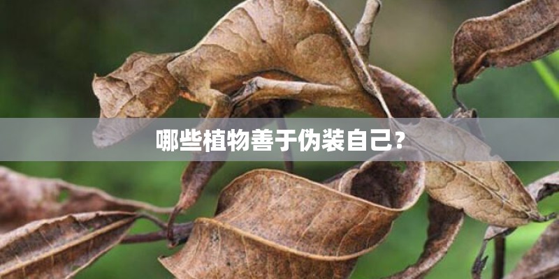 哪些植物善于伪装自己？