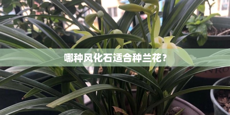 哪种风化石适合种兰花？