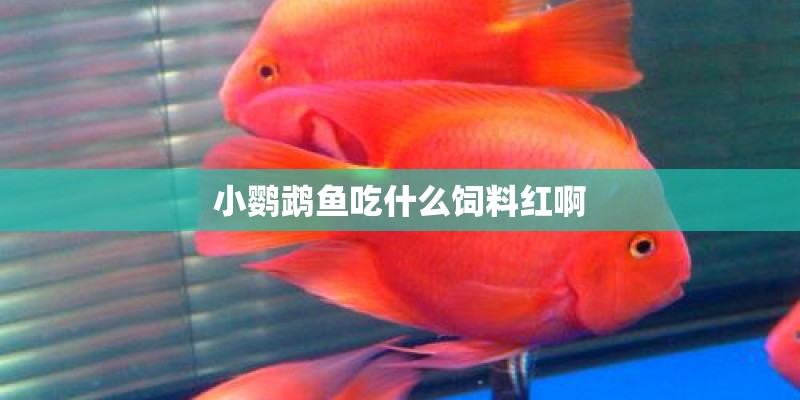 小鹦鹉鱼吃什么饲料红啊