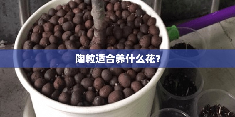 陶粒适合养什么花？