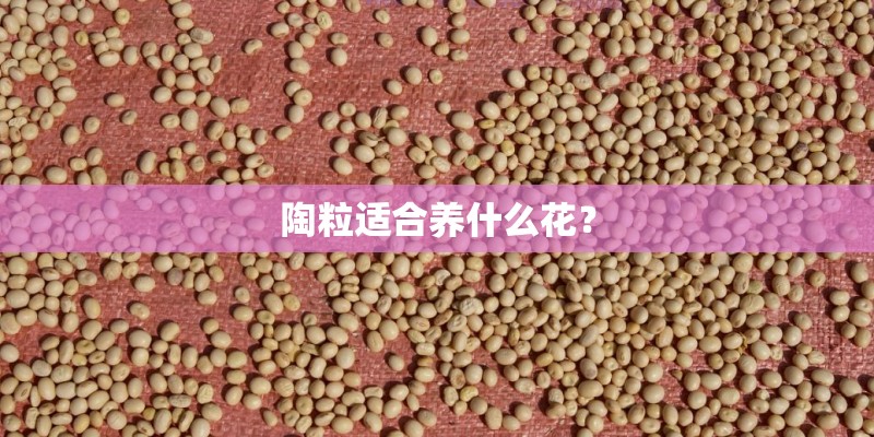 陶粒适合养什么花？