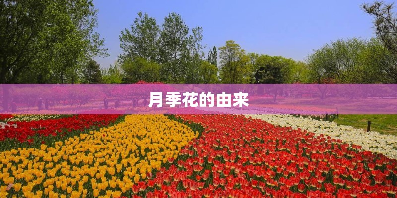 月季花的由来