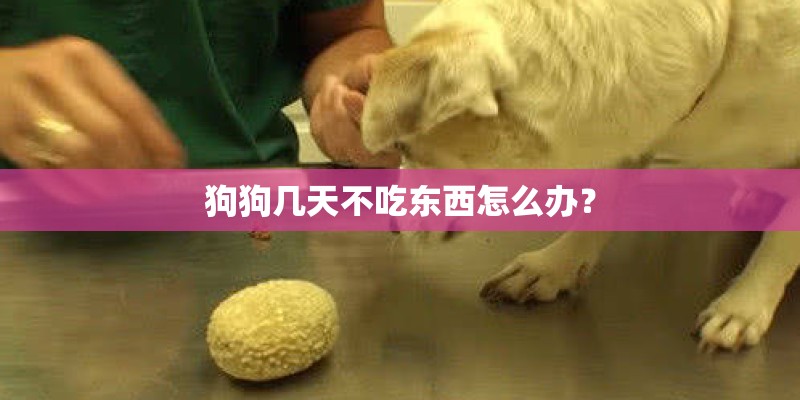 狗狗几天不吃东西怎么办？