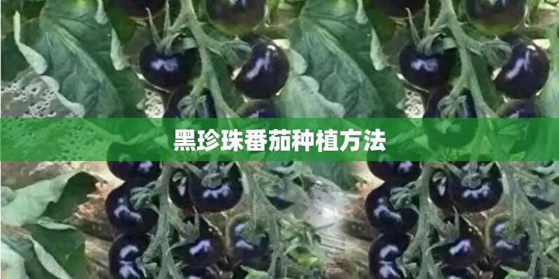 黑珍珠番茄种植方法