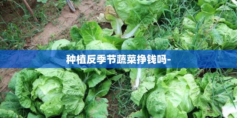 种植反季节蔬菜挣钱吗-