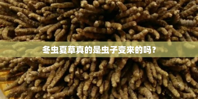 冬虫夏草真的是虫子变来的吗？