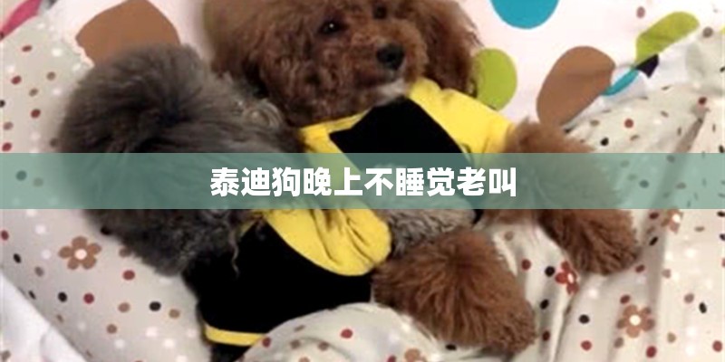 泰迪狗晚上不睡觉老叫