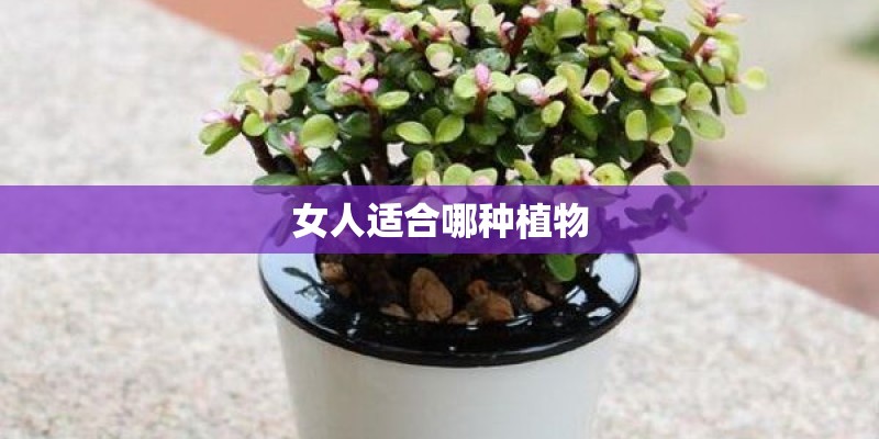 女人适合哪种植物