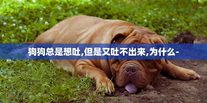 狗狗总是想吐,但是又吐不出来,为什么-