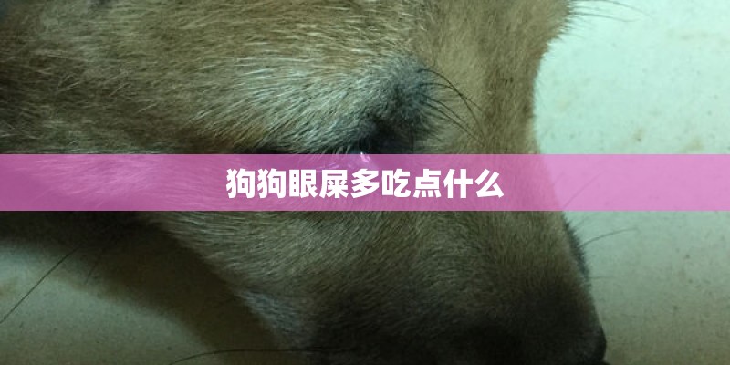 狗狗眼屎多吃点什么