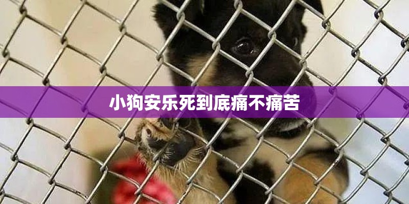 小狗安乐死到底痛不痛苦