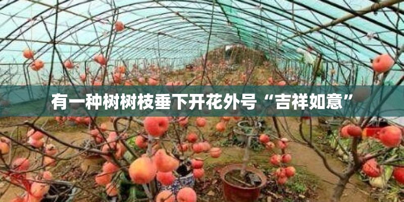 有一种树树枝垂下开花外号“吉祥如意”