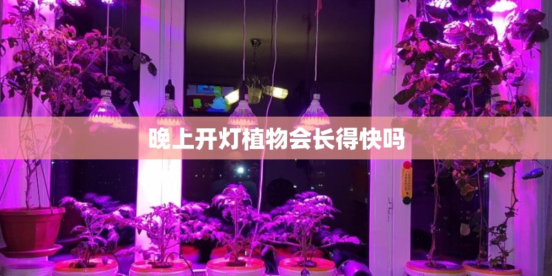 晚上开灯植物会长得快吗